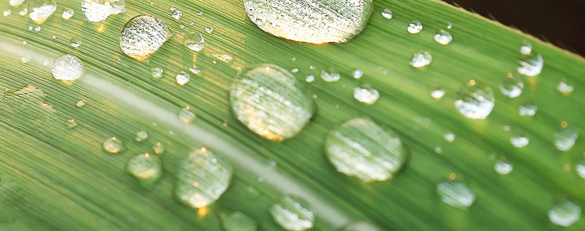 L’eau verte en agriculture - image