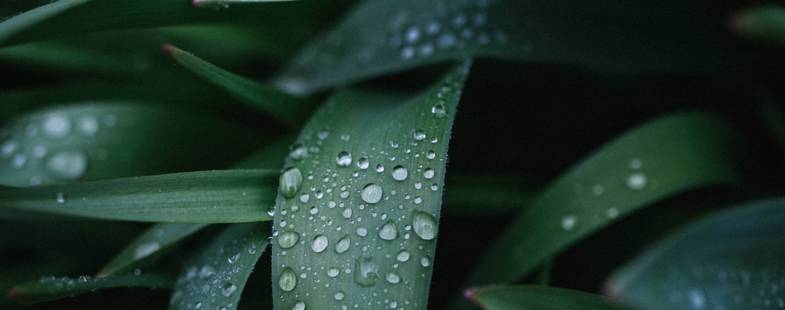 Pourquoi récupérer l'eau de pluie ? - image