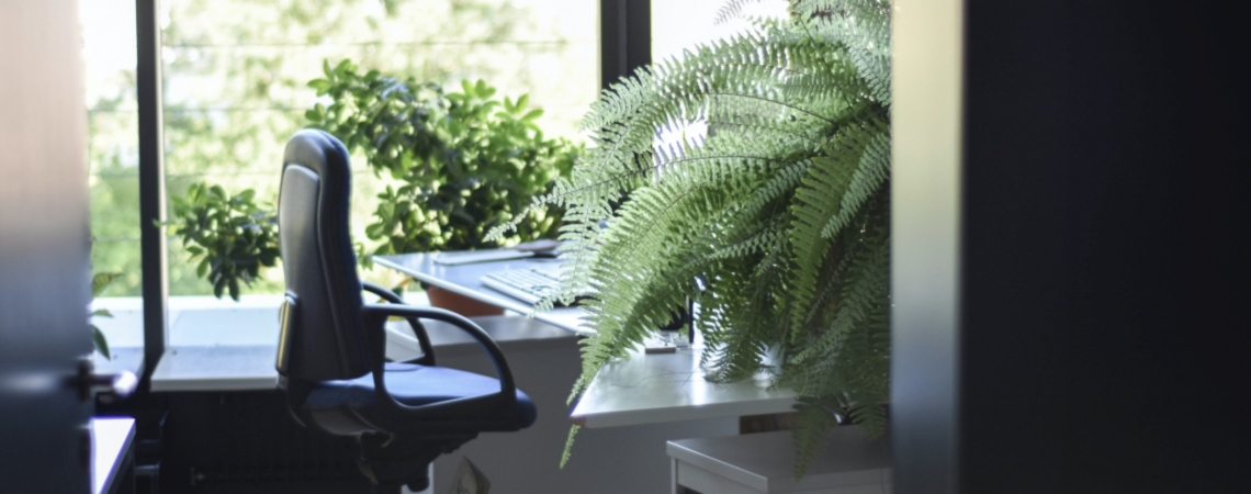 Les meilleures plantes au bureau - image