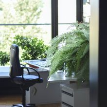 Les meilleures plantes au bureau - image vignette