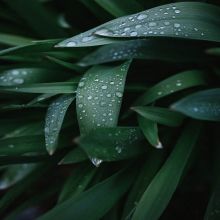 Pourquoi récupérer l'eau de pluie ? - image